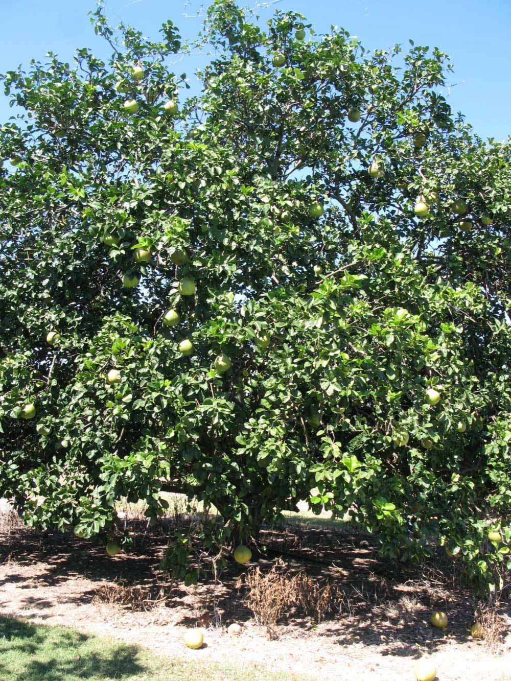            Habit (Winter Haven, FL)   